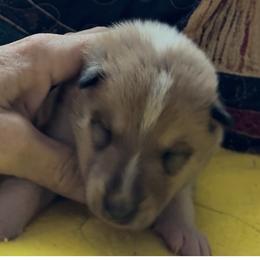 Porthos - Sable and white male Collie puppy in Malvern, Arkansas from Lost Acres Collies