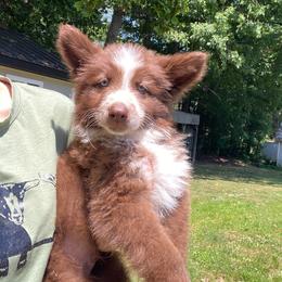 Red collar - Panda male German Shepherd puppy in Pelham, North Carolina from P & P Shepherds