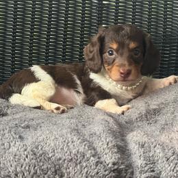Sadie - Piebald female Dachshund puppy in Choccolocco, Alabama from Ace’s Doxies