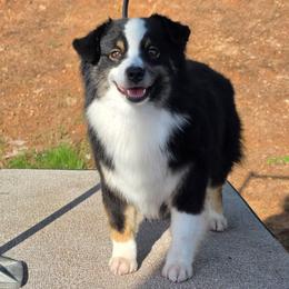 Brat - Black tri female Miniature American Shepherd puppy in Bowling Green, Kentucky from Flawlessly Kennel