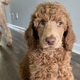 Pink Boy - Red  Poodle puppy in Baton Rouge, Louisiana from Honeybun Poodles