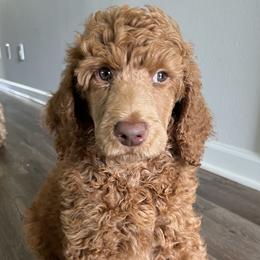 Pink Boy - Red  Poodle puppy in Baton Rouge, Louisiana from Honeybun Poodles