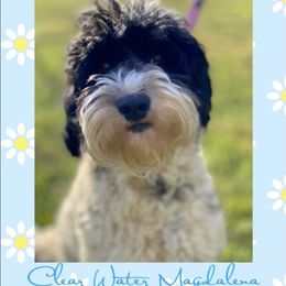 Maggie - Australian Labradoodle