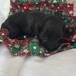 Girl 1 - female Goldendoodle puppy in Waynesboro, Virginia from Forest Creek Kennel