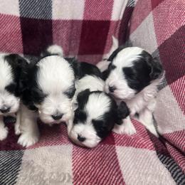 Havanese puppies from Happy Paws Havanese