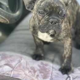 Boston Terrier and French Bulldog Puppies from High Plains Bullies