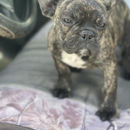 Boston Terrier and French Bulldog Puppies from High Plains Bullies