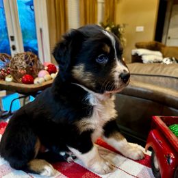 Dancer - Black tri-color female Australian Shepherd puppy in Kaufman, Texas from Martin's Star Ranch Aussies