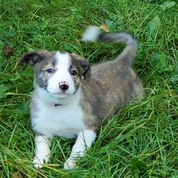 Darcie- Pink Collar - Brindle female Border Collie puppy in Chester, Vermont from Countryside Border Collies