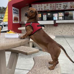Turner - Dachshund