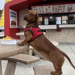 Turner - Dachshund