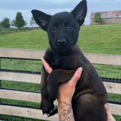 Girl 5 - Mahogany female Belgian Malinois puppy in Paris, Kentucky from Z Domu Niedzwiedzia Malinois