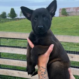 Girl 5 - Mahogany female Belgian Malinois puppy in Paris, Kentucky from Z Domu Niedzwiedzia Malinois