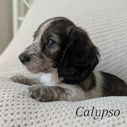 Dachshund Puppies from Destiny Dachsunds