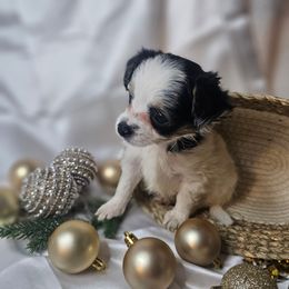 Tux - Black and white male Chihuahua puppy in Decatur, Illinois from We R Puppies