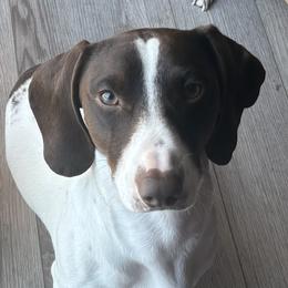 Max - Dachshund