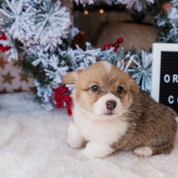 Cardigan Welsh Corgi and Pembroke Welsh Corgi Puppies from Corgi 4 Christ