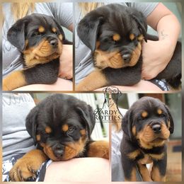 Rottweiler Puppies from Hardy Rotties
