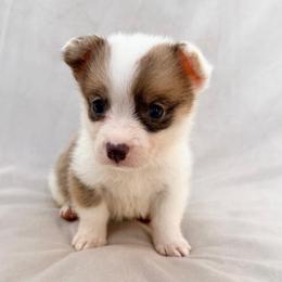Sable Female - Sable female Pembroke Welsh Corgi puppy in Okeechobee, Florida from Cowtown Corgis & Border Collies