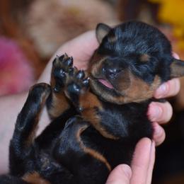 Girl 1 - Black and mahogany female Rottweiler puppy in Catawissa, Pennsylvania from Sharp Ridge Rottweilers
