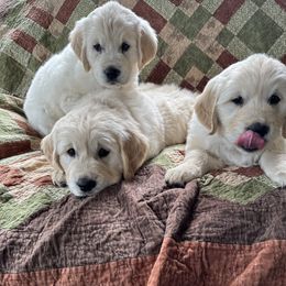 Golden Retriever Puppies from Evergreen Goldens