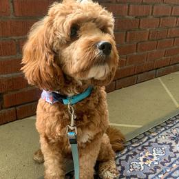 Ruby - Goldendoodle