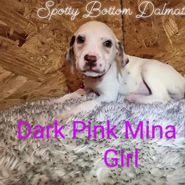 Dalmatian Puppies from Spotty Bottom Dalmatians