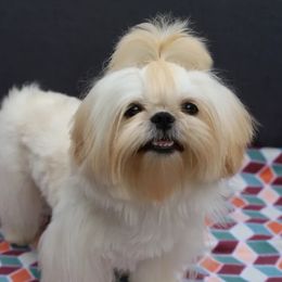 Skylar - Shih Tzu