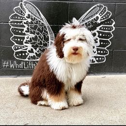 Bernedoodle Puppies from Natchez Trace Doodles