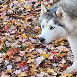 Siberian Husky Puppies from Harrington's Huskies