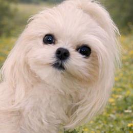 Cupcake - Maltese