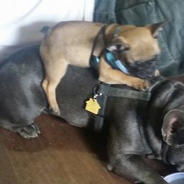 French Bulldog Puppies from Ginny's Frenchie's