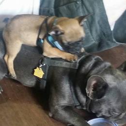 French Bulldog Puppies from Ginny's Frenchie's