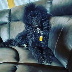 Lizzie - Double Doodle