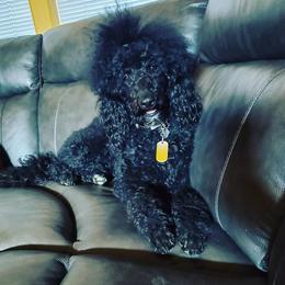 Lizzie - Double Doodle