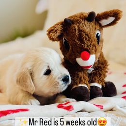 Mr Red - Light golden male Golden Retriever puppy in Pocatello, Idaho from Dusk View Golden Retrievers