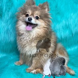 Pomeranian Puppies from BD Poms