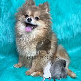 Pomeranian Puppies from BD Poms
