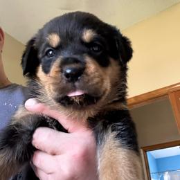 Orange girl - Black and mahogany female Rottweiler puppy in Colorado Springs, Colorado from Von Locher Rotties