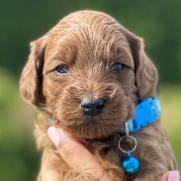 Boy 3 - Goldendoodle puppy in Boise, Idaho from Boise Doodlez