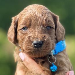 Boy 3 - Goldendoodle puppy in Boise, Idaho from Boise Doodlez