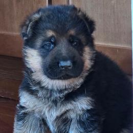 Pink - Black and tan female German Shepherd puppy in Snoqualmie, Washington from Beau Ideal German Shepherds