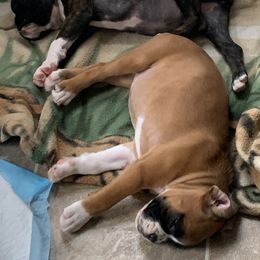 Boxer Puppies from Von Royal Dell'Infinite Bellissimo Deutscher