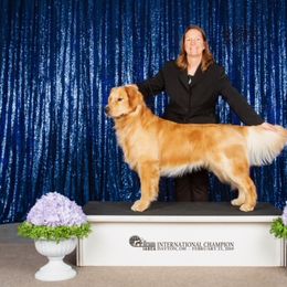 Golden Retriever All Grown Up from Adele's Golden Retrievers