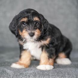 Inky - Tri-color male Bernedoodle puppy in Dundee, Ohio from Down Home Doodle