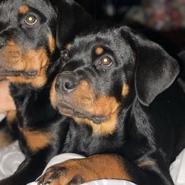 Rottweiler Puppies from Von Raven Haus Rottweilers