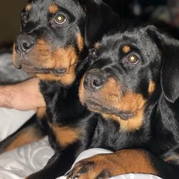 Rottweiler Puppies from Von Raven Haus Rottweilers