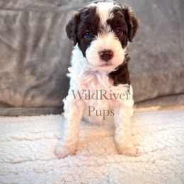 Aussiedoodle Puppies from WildRiver Pups