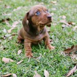 Dachshund Puppies from Jen's Doxie Den