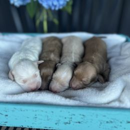 Dachshund Puppies from Double B Corsos & Dachshunds